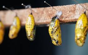 We have seen a sample implementation of soap web services using all open source technologies. Soap Transformation With Apache Camel Java Dsl Dzone Java