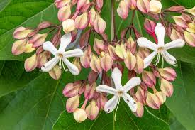 Image result for Clerodendrum melanocrater