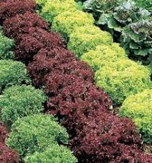 Die Neuen Wochenangebote In Ihrem Toom Baumarkt Toom Baumarkt Baumarkt Garten