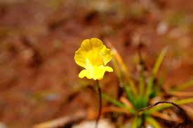 Image result for Utricularia gibba