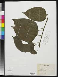 Image result for Triclisia