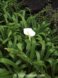 Image result for Zantedeschia aethiopica