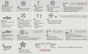 A pencil cactus has stems that are slender and slightly toothed with no obvious foliage. A Cold Blooded View Of Adaptive Immunity Nature Reviews Immunology