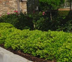Two model pittosporum tobira hedge. Pittosporum Tobira Wheeleri Kiefer Nursery Trees Shrubs Perennials