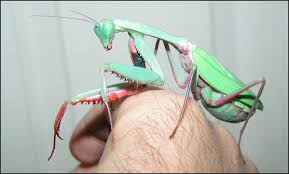 Check spelling or type a new query. Australian King Mantis Jonathan S Jungle Roadshow