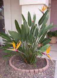 Arizona Desert Bird Of Paradise Tropical Bird Of Paradise Plant My Wonderful Husband Planted One In Our Backyard For Me Birds Of Paradise Plant Paradise Plant Plants