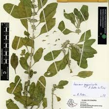 Image result for Striga aspera