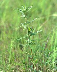 Image result for Spermacoce schlechteri