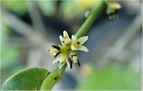 Image result for Vepris zambesiaca