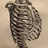 Rib cage anatomy, labeled vector illustration diagram. 1