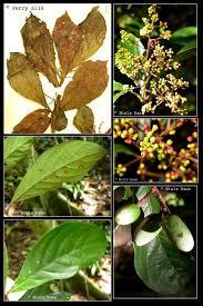 Image result for Actinodaphne