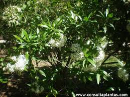 Image result for Pavetta sp. A