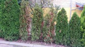 Der klassiker unter den heckenpflanzen. Thuja Smaragd Werden Braun Ursachen Und Gegenmassnahmen Fragen Bilder Pflanz Und Pflegeanleitungen Rund Um Das Thema Gartenpflanzen