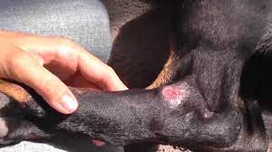 Wound Care For Dogs Open Wound Pressure Sores On Rear Legs Youtube