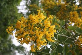 Image result for Pterocarpus megalocarpus