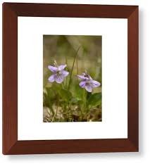 Image result for Tragia rupestris