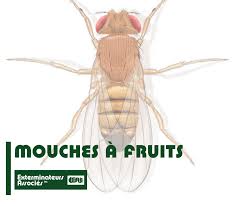 Se Debarrasser Des Mouches A Fruits Exterminateurs Associes Inc
