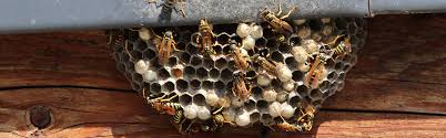 Why should you get rid of bees. How To Get Rid Of Wasps Updated For 2021