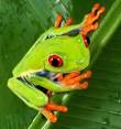 Image result for tropical frog in the rain forest