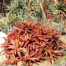 Image result for Aloe carnea