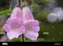 Image result for Ceratotheca triloba