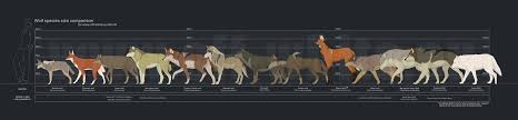 Wolf Species Size Comparison By Tanathe On Deviantart