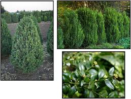 Maybe you would like to learn more about one of these? Green Mountain Boxwood Hinsdale Nurseries