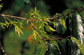 Image result for Monoon