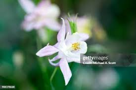 815 Michael Pollen Stock Photos, High-Res Pictures, and Images