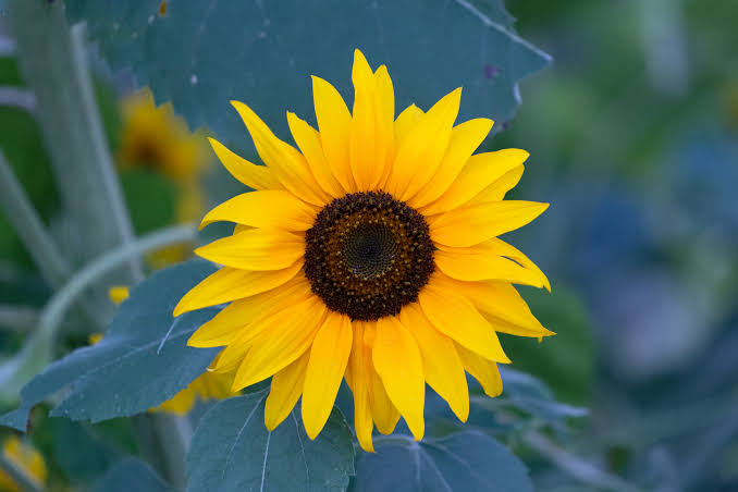Sunflower Royalty Free Photo