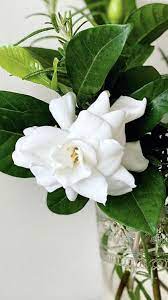 Pin On Wedding Flowers