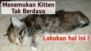 Tanda kucing mau mati ? Pertolongan Anak Kucing Sekarat Atau Tidak Nafsu Makan Youtube