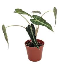 We did not find results for: The Bonsai Plants Alocasia Elephants Ear Plant Both Hedges Shrubs Buy The Bonsai Plants Alocasia Elephants Ear Plant Both Hedges Shrubs Online At Low Price Snapdeal