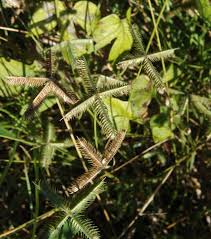 Image result for Dactyloctenium geminatum