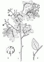 Image result for Harrisonia