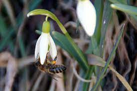 The loss of flowers is due to habitat destruction that ranges from deforestation to natural disasters such as hurricanes, floods, fires and drought. The Best Spring Flowers That Help The Bees