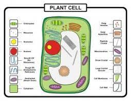 Plant cells have large vacuoles, while animal cells either have small ones or no vacuoles. Biology Questions To Help You Pass Your Biology Gcse Exams Plant Cell Plant Cell Project Plant And Animal Cells