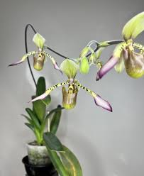 Image result for Paphiopedilum