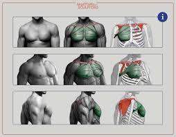 Atlas of anatomy of the human body: Artstation The Great Chest Muscle Pectoralis Major Anatomy For Sculptors