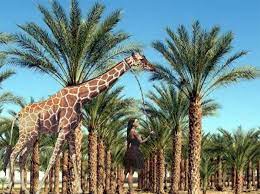 We're a small family owned tree farm in middlebury, vermont. Verdant Tree Farm Landscape Linkedin