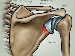 Image result for SLAP Lesion