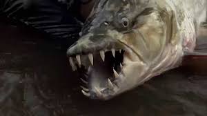 Résultat de recherche d'images pour "poisson tigre goliath"