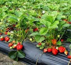 Tanaman ini akan tumbuh subur dan tinggi jika dengan dukungan sinar matahari di pagi. 11 Cara Menanam Strawberry Agar Cepat Berbuah