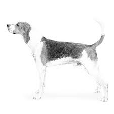 We freehand draw, hand paint and sign each piece individually. Treeing Walker Coonhound Dog Breed Information
