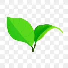 Leaf Material Tea Leaves Illustration Leaf Illustration Leaf Clipart
