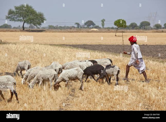 Rajput Shepherd Wearing Turban in Rajasthan India Stock Photo - Alamy
