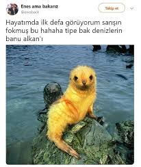 Mizah Komik Hayvan Mizahi Kedileri Seviyorum Komik Hayvanlar