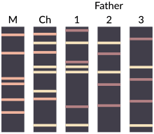 Depending on the laboratory, results can take as little as 2 working days to come back from the receipt of samples. Dna Paternity Testing Wikipedia