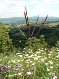 Image result for Ischaemum