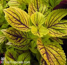 Image result for Coleus rhodesianum